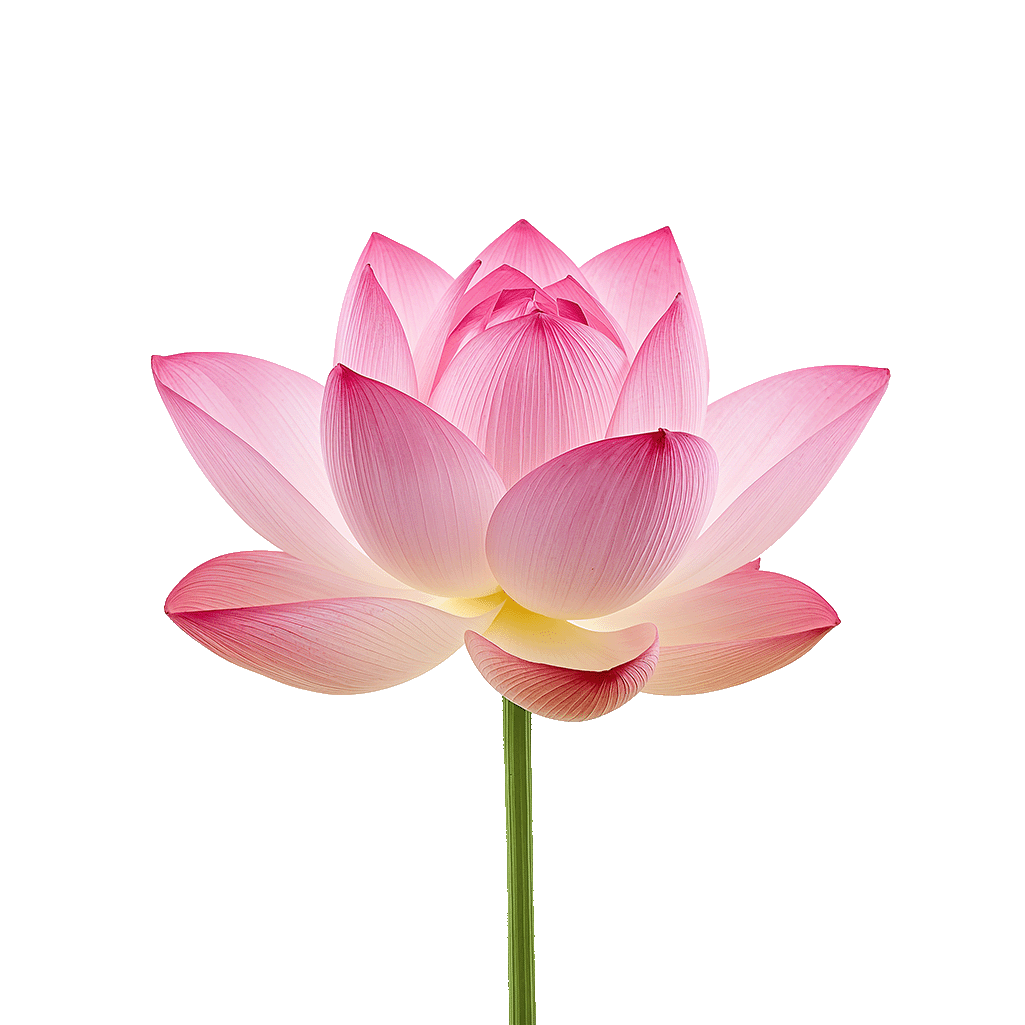 Free Lotus PNG Download – Transparent Flower Design