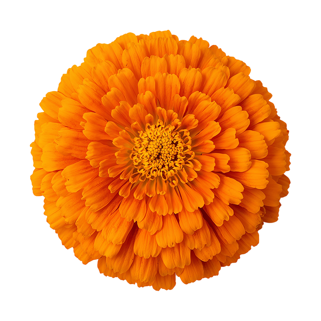 Free marigold PNG image on white background. Perfect for Diwali, wedding decorations, and traditional Indian festival designs.